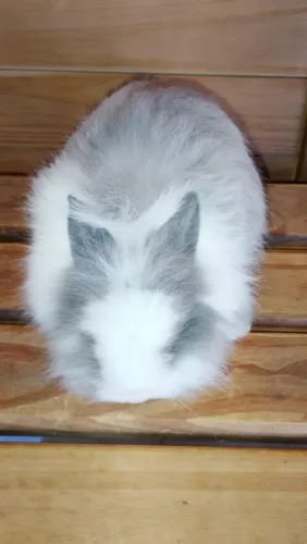 Coelho mini lion hed
