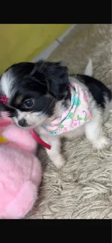 Shih-tzu vermifugado com 60 dias 