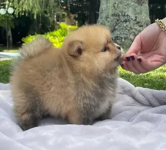 Lulu da pomerania anã fêmea ursinha laranja com pedigree 
