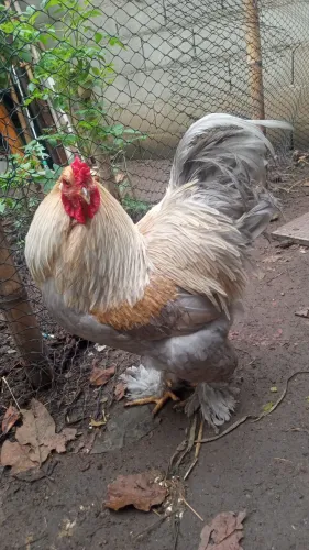 GALOS BRAHMA ISABELLA