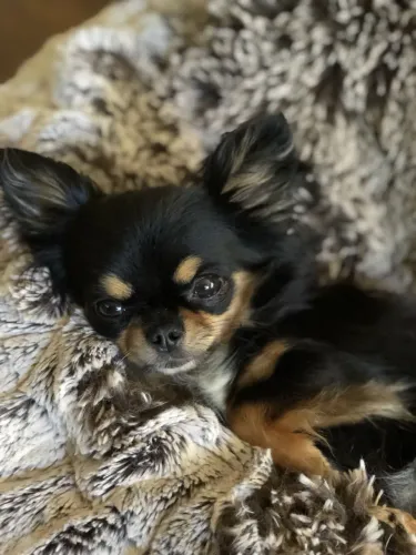 Chihuahua Pelo longo 