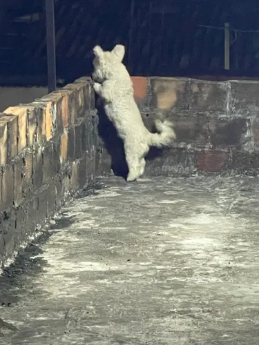 Uma linda poodle e companheira