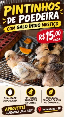 Pintinho Caipira Mestiço de Poedeira + Índio - R$15