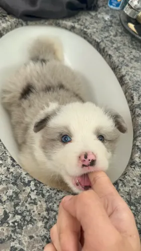Filhote Border collie