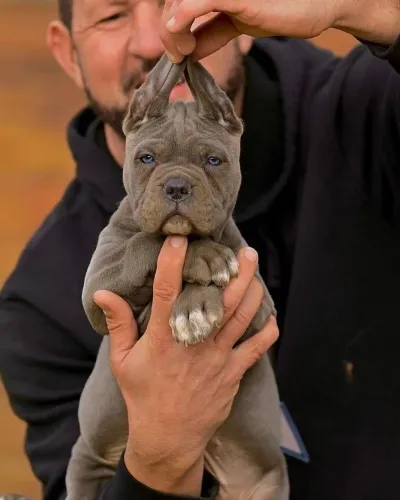 American Bully Alguns Laços Parecem Existir Antes Mesmo Do Encontro