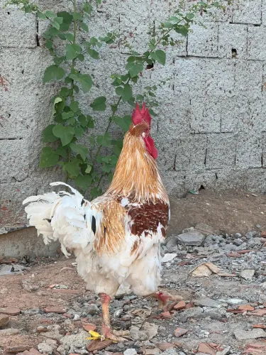 Vendo frangos Gsb 