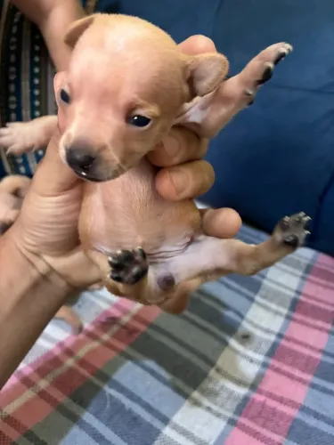 Filhotes de Pinscher