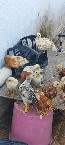 Lote de Galinhas Poedeiras