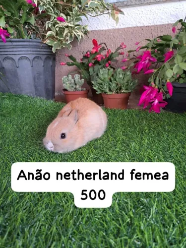 Anão netherland dwarf 
