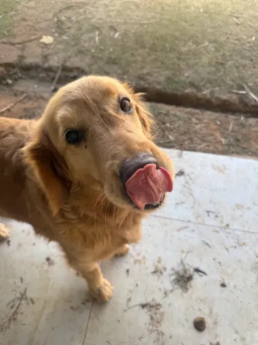 Doação Golden retriever fêmea