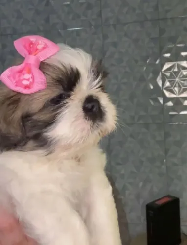 Filhote Shih Tzu Muito Fofo