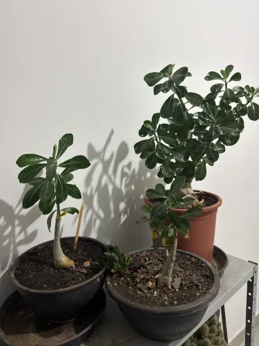 3 rosas do deserto 