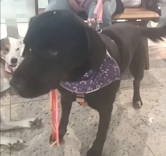 DOAÇÃO MISTURA DE LABRADOR