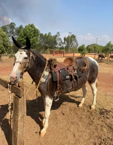 MULA DE PATRÃO