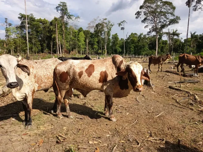 Vende se bois e vacas e buzerros