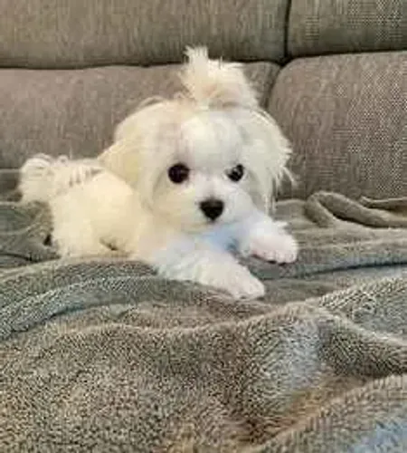 Filhote Maltês, Se você busca alegria e companhia, acabou de encontrar!