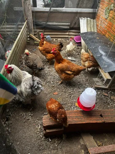 Galinhas e galos e patos