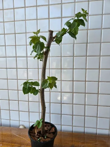 Primavera/buganvília vermelha
