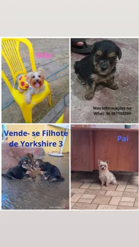 Filhote de York 