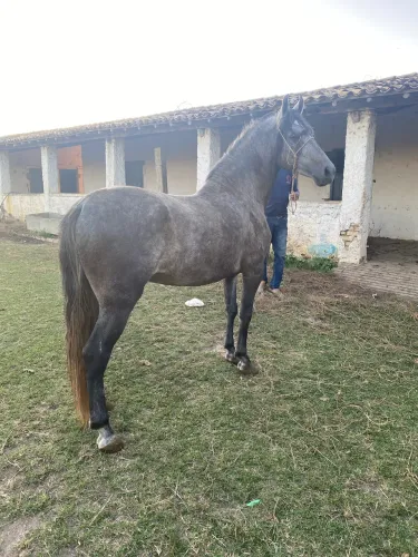 Cavalo mangalarga