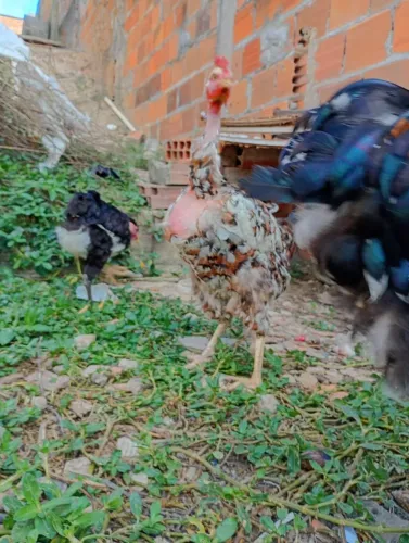 Linda franga balão Sergipano gigante primeira postura 