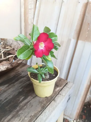 Rosa do deserto
