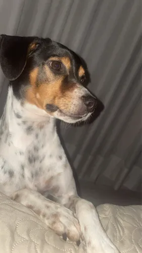 Doação de cachorros