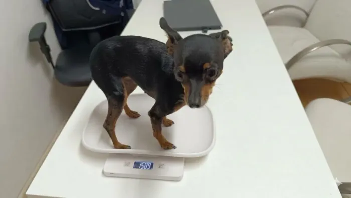 Pinscher fêmea jovem