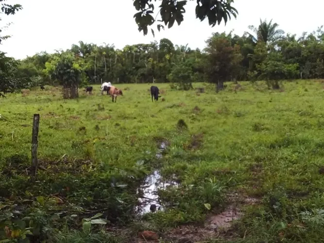 72 hectares pronta 36 gado ha 120 km de Belem