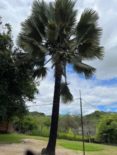 Palmeira azul acima de 4 m