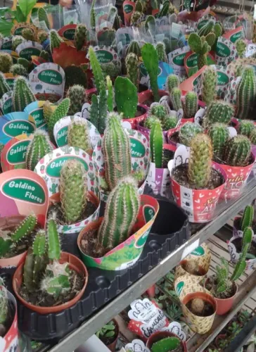 Cactos e Suculentas - Diversas Variedades