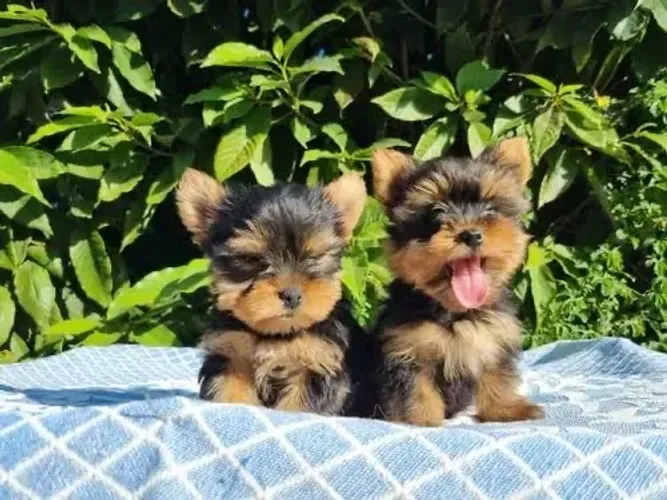 Yorkshire Terrier pequeninas e pequeninos