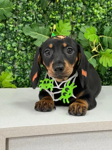 Filhote de Dachshund disponível - pet