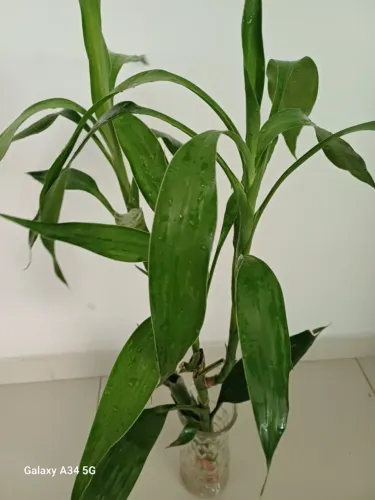 Muda de Bambu chinês