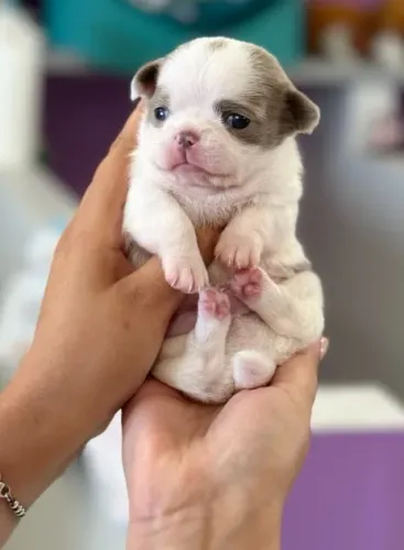 Chihuahua Macho Cream and White: A Doçura e Carinho em Cada Detalhe!