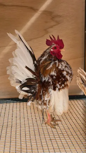 SERAMA a menor do mundo, AQUI tem qualidade e genetica de Ponta.