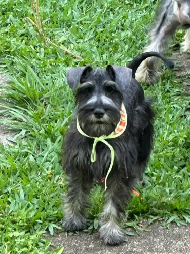 Schnauzer Miniatura 