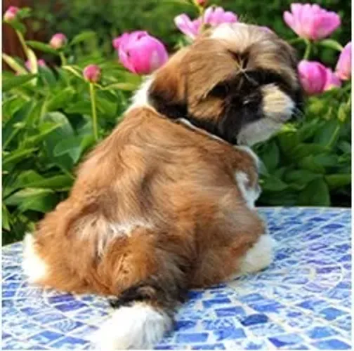 Shih-Tzu Fêmea white e chocolate: Carinho Que Cabe na Mão!