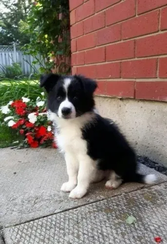 Border collie inteligente,fiel e top