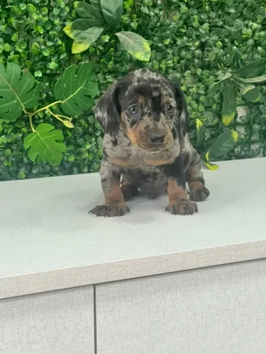 DACHSHUND ARLEQUIM PRETO COM PRATA - DISPONÍVEL