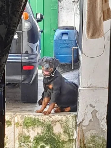 Rottweiler fêmea filhote
