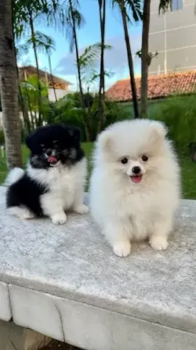 Lulu da Pomerania filhotes