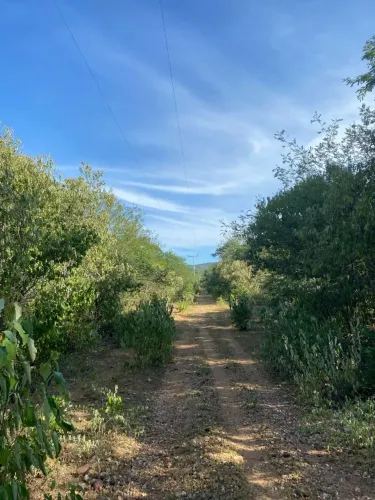Terreno zona rural Coronel José Dias/ Piauí
