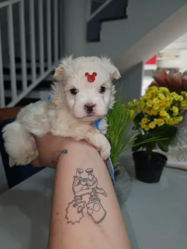 Maltês machos mini a pronta entrega