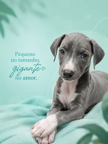 Whippet Blue um machinho apaixonante