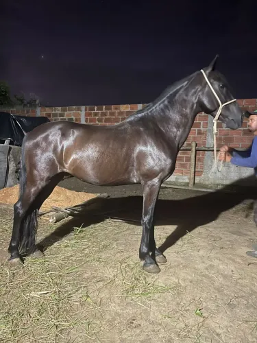 Cavalo mangalarga picado