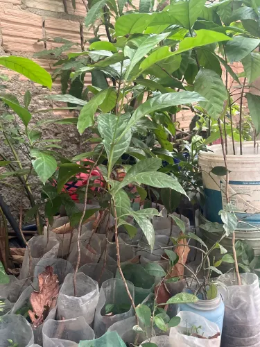 Vende se mudas de café 