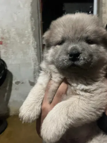 Vende-se filhotes de chow chow 