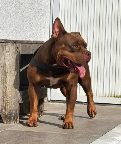 American Bully Cobertura - Macho Disponível 