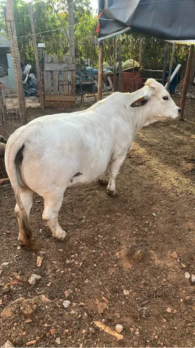 Vaca 